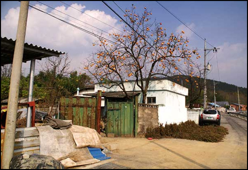 파란 하늘과 어우러진 감나무 